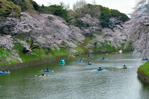 osservazione dei fiori di ciliegio dalla barca al chidorigafuchi park, tokyo - japan nautical vessel sakura tokyo prefecture foto e immagini stock