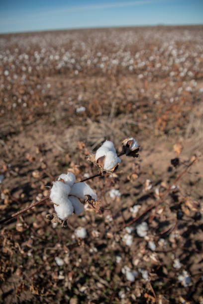 istock Ripe cotton field ready for harvest in Texas in November 1139909695