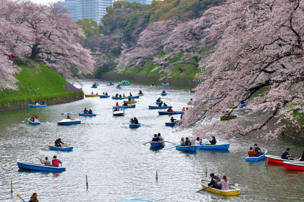 osservazione dei fiori di ciliegio dalla barca al chidorigafuchi park, tokyo - japan nautical vessel sakura tokyo prefecture foto e immagini stock
