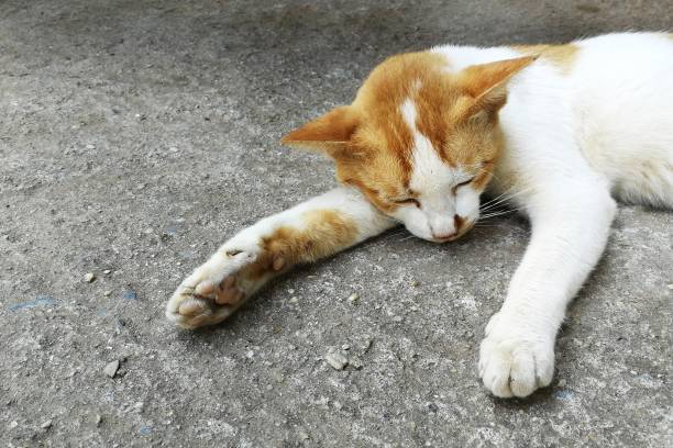poor homeless cat sleep on dirty ground