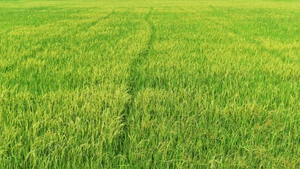 istock green rice in field for background 1139909844