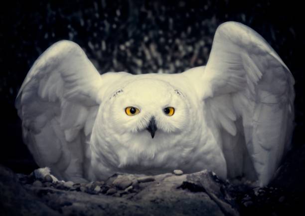 istock The look of Owl 1139911063