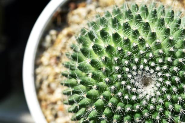istock high angle view of green cactus for background 1139911117