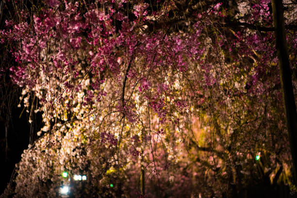 istock cherry blossom in the city, Japan 1139911657