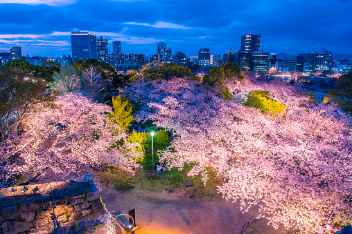 cherry blossom in the city, Japan