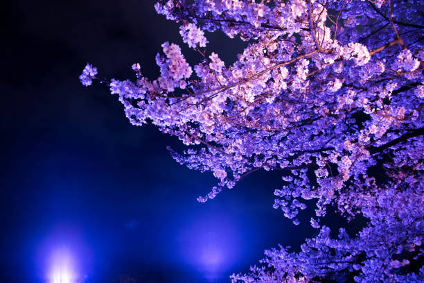 flor de cerezo en la ciudad, japón - lilac bush nature flower bed fotografías e imágenes de stock