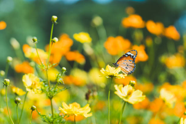 istock Closeup Thai butterfly on yellow flower 1139912530