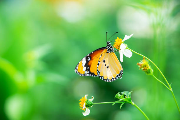 istock Closeup Thai butterfly on white flower 1139912537