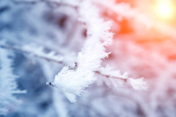 istock close-up snow covered tree branches. frost, snowstorm, blizzard. sunlight at sunset 1139914282