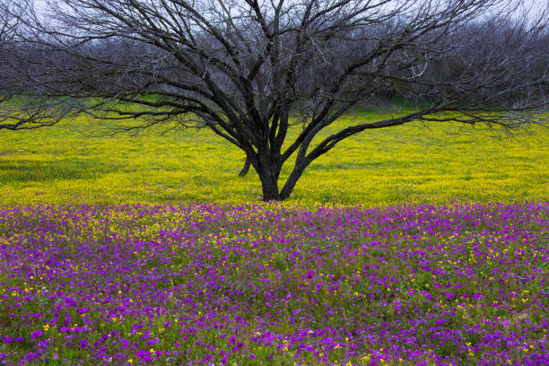 istock Texas Hill Country in Colorful Spring Bloom 1139914760