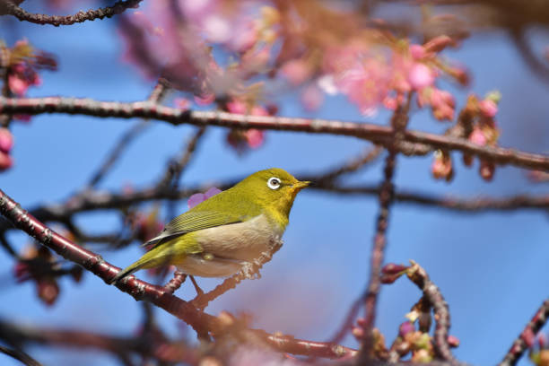 istock Kawazu Sakura and Japanese White-eye 1139914931