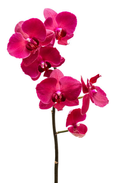 istock Orchid flowers isolated 1139916058