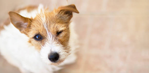 リスニングとして面白い耳を持つウインク犬、ウェブバナー - animal wink ストックフォトと画像