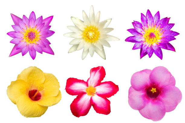 colourfull flowers isolated on white background .