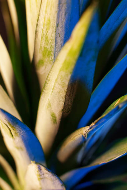 Green grass macro in nature