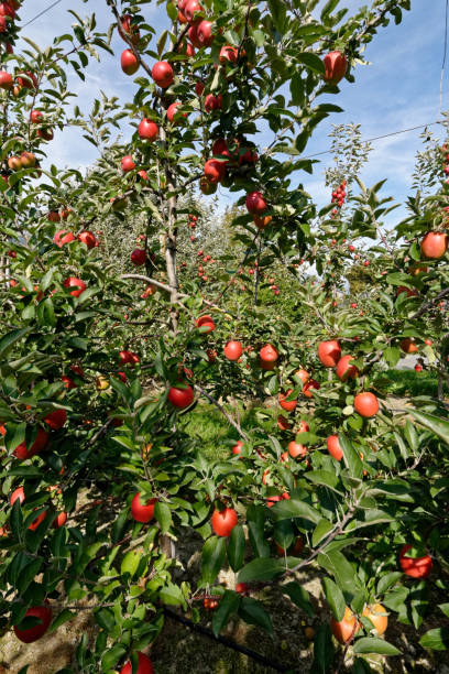 istock Apples before harvest in Valais, Switzerland 1139917602