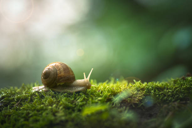 snail on the moss snail in a green forest ambience snail stock pictures, royalty-free photos & images