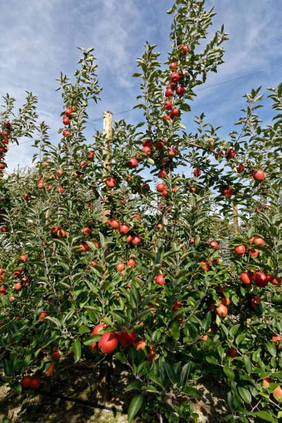 istock Apples before harvest in Valais, Switzerland 1139919841