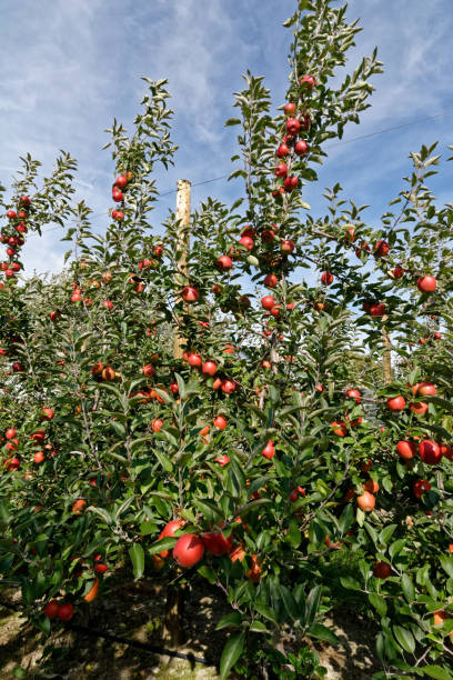 istock Apples before harvest in Valais, Switzerland 1139920862