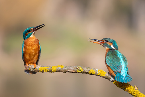 Female common kingfisher welcome the male bird.