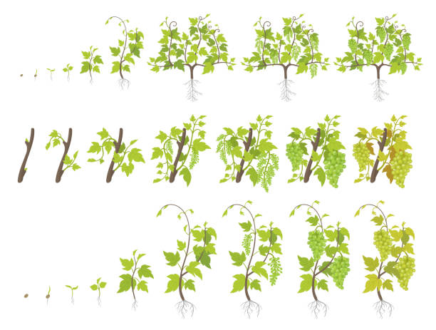 ilustrações de stock, clip art, desenhos animados e ícones de growth stages of grape plant. vineyard planting increase phases. vector illustration. vitis vinifera harvested. ripening period. the life cycle. grapes on white background. - crop cultivated illustrations