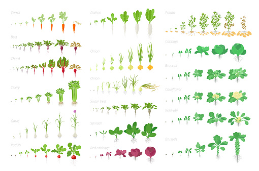 Vegetables agricultural plant, growth big set animation. Vector infographics showing the progression growing plants. Growth stages planting. Flat stock clipart. Carrots celery garlic radishes, onions cabbage potatoes and many other.