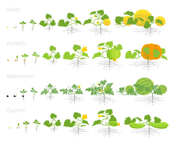 Set Of Cucurbitaceae Plants Growth Animation Pumpkin Melon And Watermelon  Zucchini Or Courgette Plant Vector Infographics Showing The Progression Growing  Plants Stock Illustration - Download Image Now - iStock