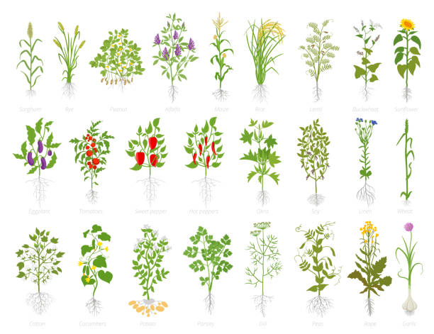 Agricultural plant icon set. Vector farm plants. Cereals wheat alfalfa corn rice soybeans lentils and many other. Popular vegetables set. Agricultural plant icon set. Vector farm plants. Growth planting popular vegetables set. Flat stock clipart. Cereals wheat alfalfa corn rice soybeans lentils sunflower eggplant tomato pepper okra flax cotton and many other. crop plant stock illustrations