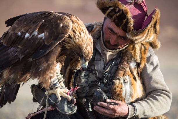 berkutchi-caçadores kazakh à lebre com águia dourada. - independent mongolia fotos - fotografias e filmes do acervo