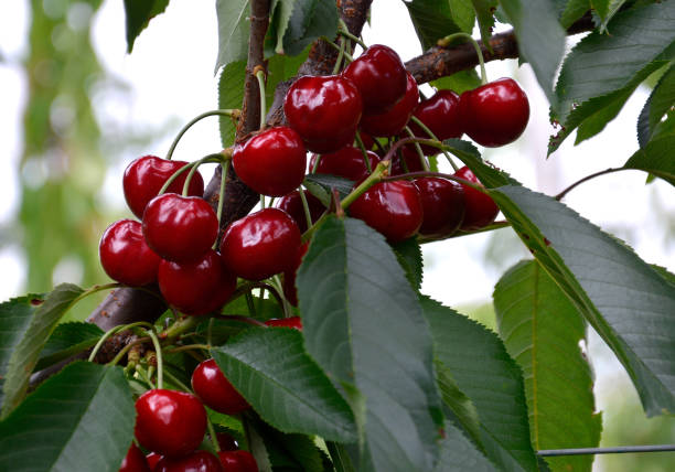 istock Cherries before harvest in Valais, Switzerland 1139922671