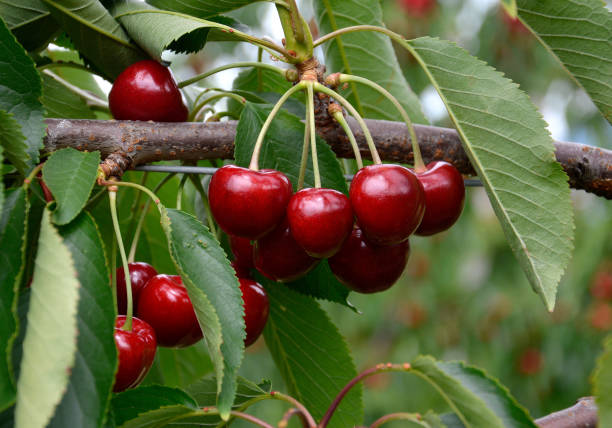 istock Cherries before harvest in Valais, Switzerland 1139922707