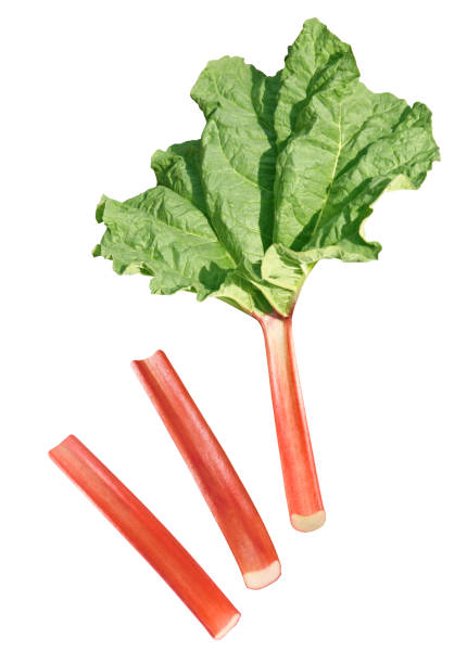 Rhubarb Stems of rhubarb with leaf rhubarb stock pictures, royalty-free photos & images