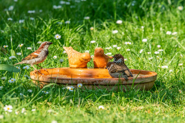 Birds at a bird trough in the garden in the summer, bathing or drinking