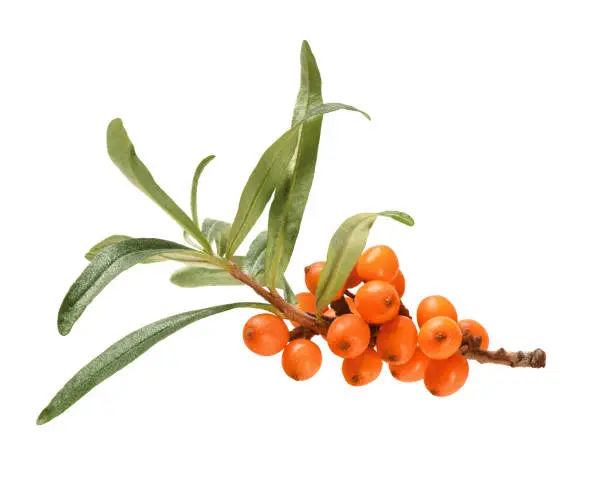 twig of sea buckthorn with leaves