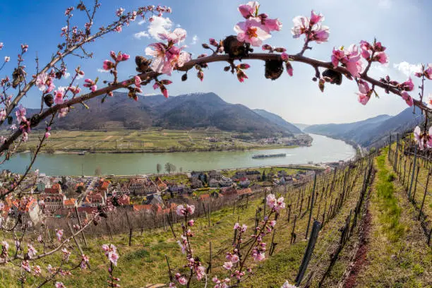 Spring time in Wachau, Spitz village with boat on Danube river, Austria