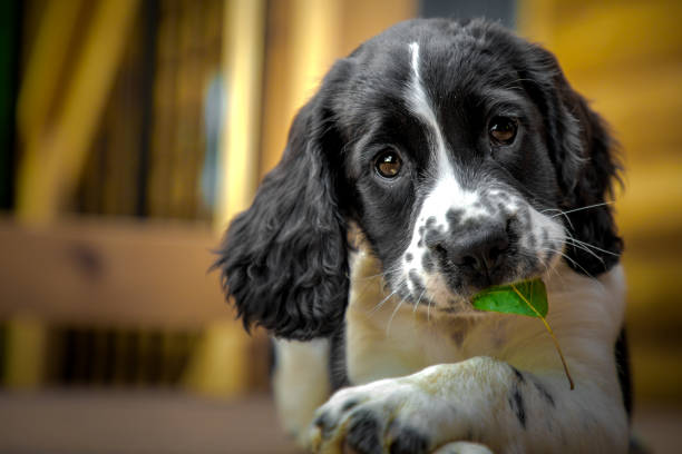 filhote de cachorro inglês do spaniel de springer com folha - pheasant hunting bird gamebird - fotografias e filmes do acervo