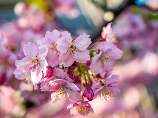 istock early pink sakura in bloom 2 1139925140