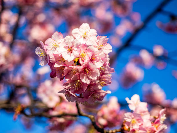 istock early pink sakura in bloom 7 1139925466