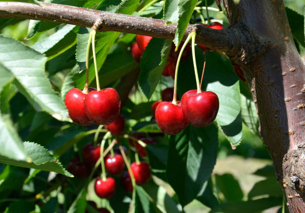 istock Cherries before harvest in Valais, Switzerland 1139926338