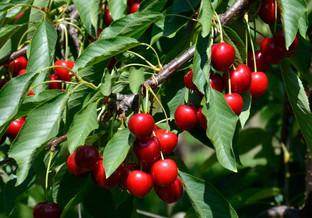 istock Cherries before harvest in Valais, Switzerland 1139926340