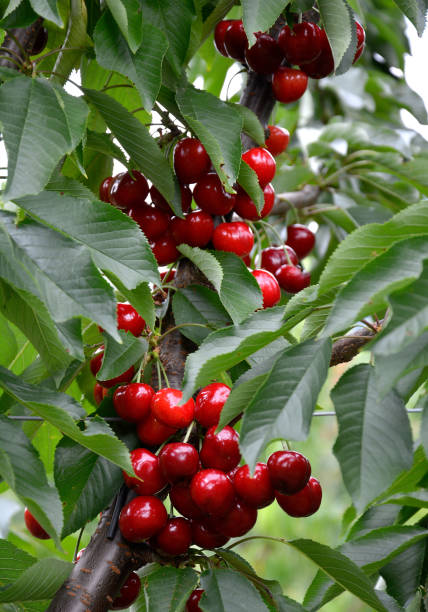 istock Cherries before harvest in Valais, Switzerland 1139926493