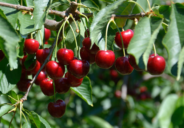 istock Cherries before harvest in Valais, Switzerland 1139927171