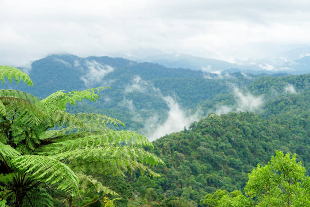 Photo of Tropical mountain range view. View of Moving Clouds And Fog over Titiwangsa mountain range . View of High Humidity Jungle Rainforest at Royal Belum State Park jungle in Malaysia.
