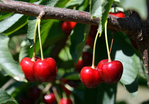 istock Cherries before harvest in Valais, Switzerland 1139927273