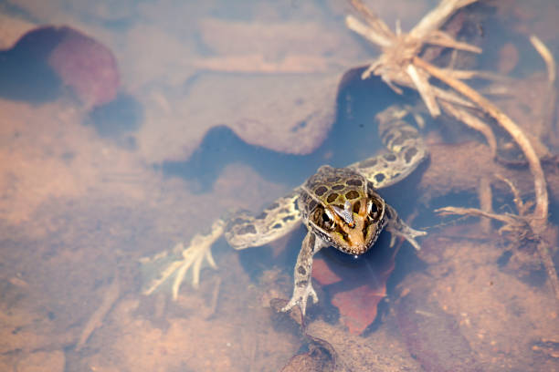 istock Frog in the river with a fly in its forehead 1139928288