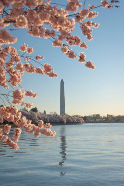 istock The Washington Monument framed by cherry blosssoms 1139929276