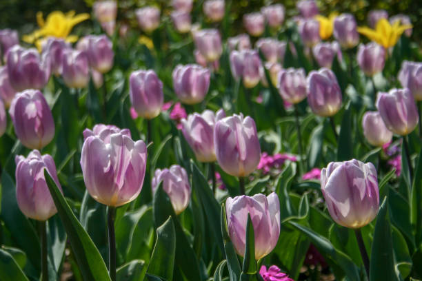istock Beautiful yellow, purple and white tulips 1139929403