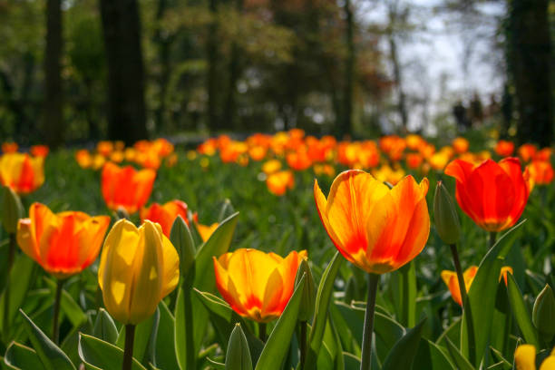 istock Beautiful orange and yellow tulips 1139929479