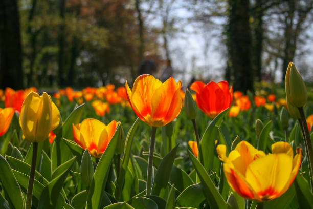 istock Beautiful orange and yellow tulips 1139929507