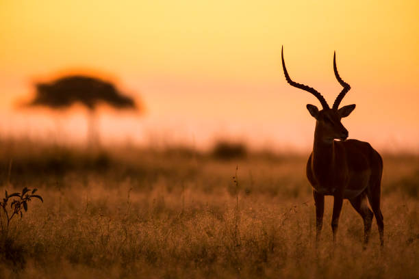 istock Male Impala, Aepyceros melampus, silhouetted at sunrise 1139931212